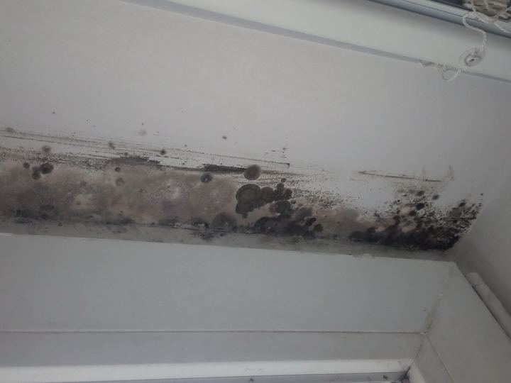 Dark mold growth on a white interior wall near a window frame